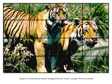 Puzzle-Tiger-1.pdf